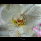 White Orchideen