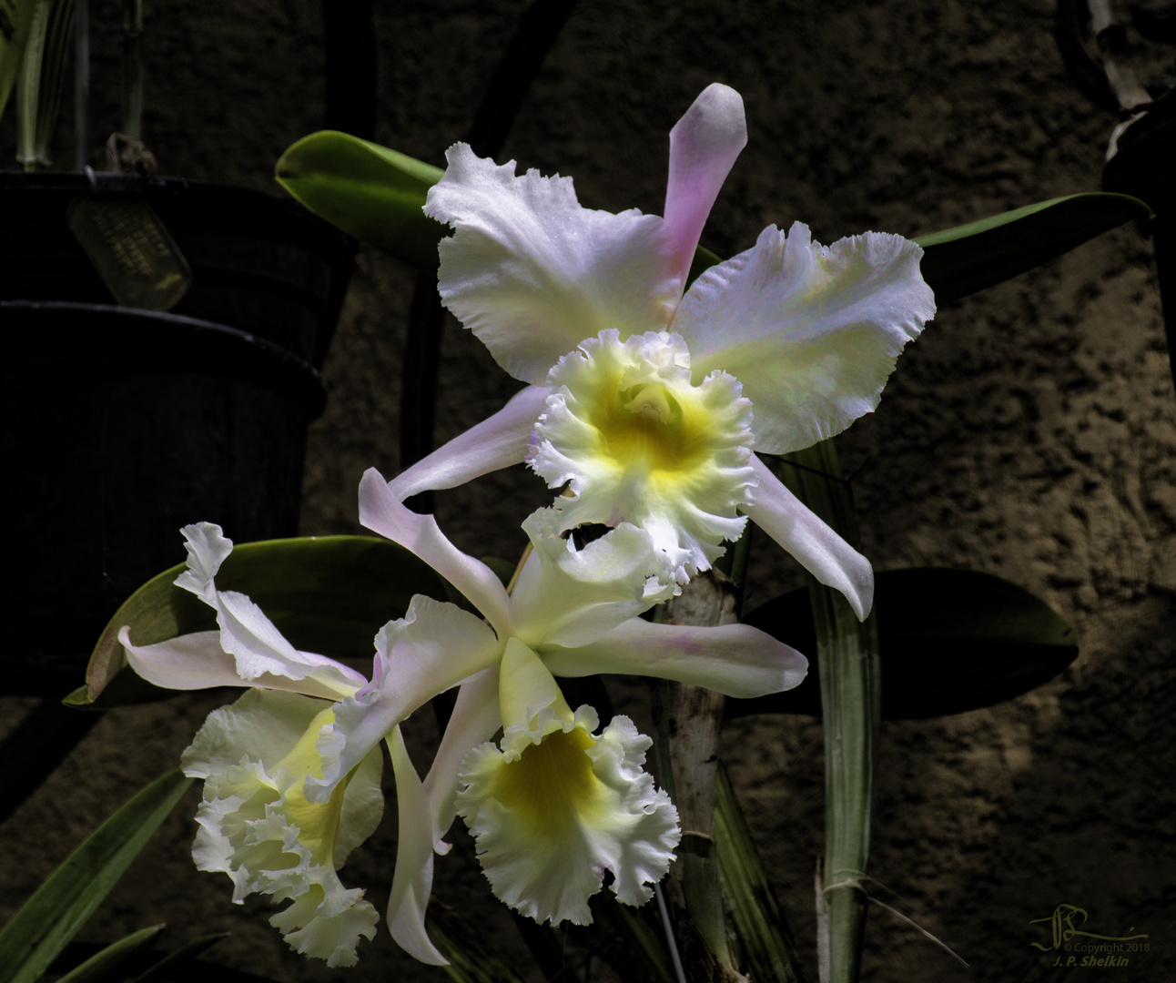 White Orchids