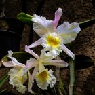 White Orchids