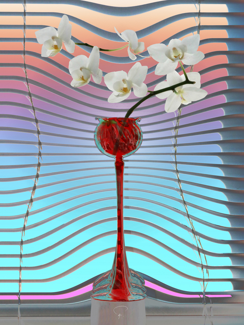 White Orchids 100 x 75 cm