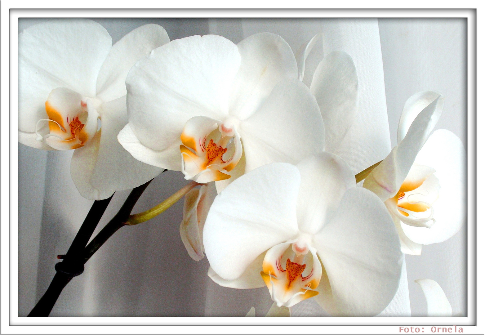 White Orchids