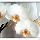 White Orchids