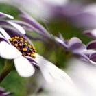 White Osteospermum