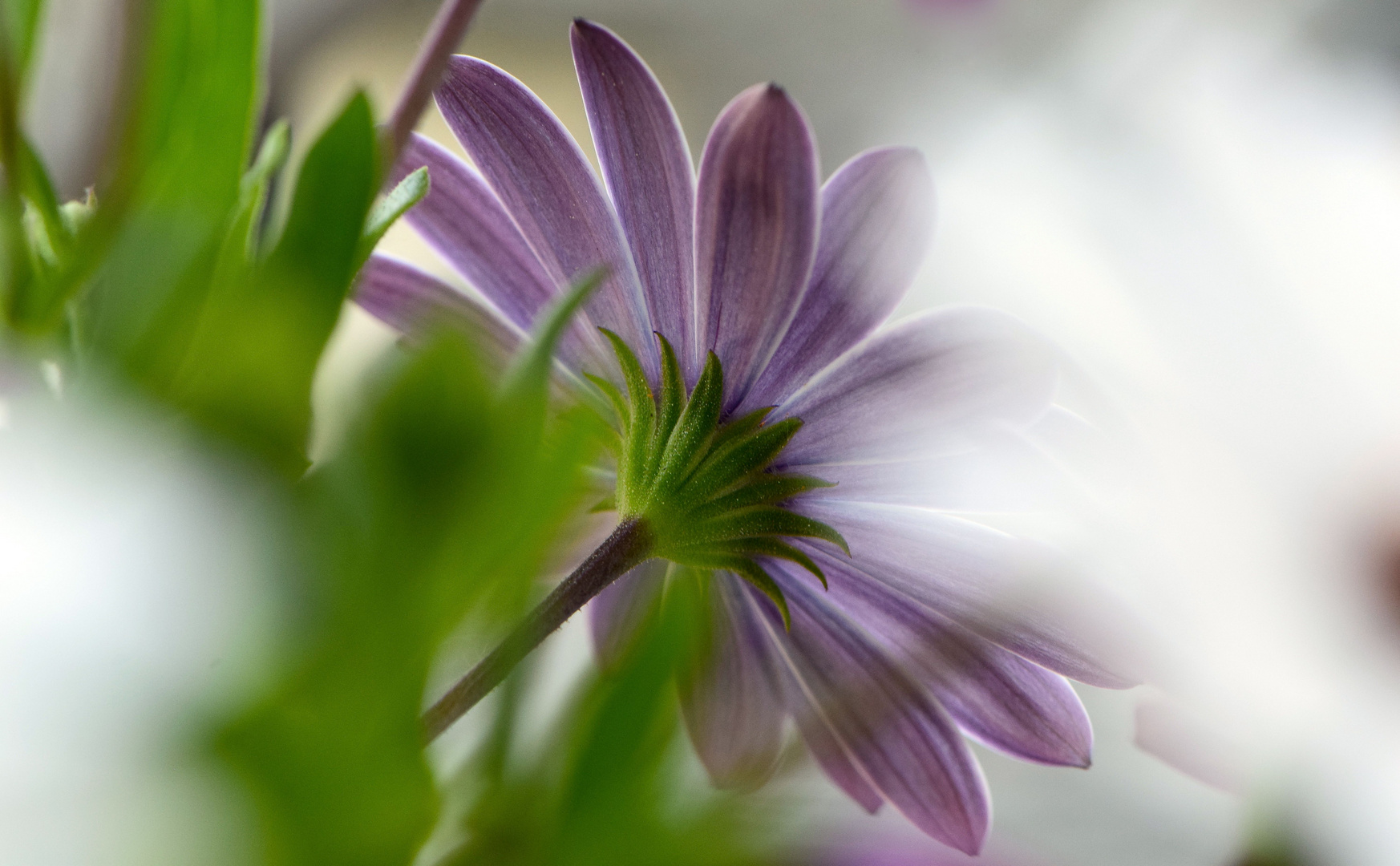 White Osteospermum