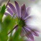 White Osteospermum