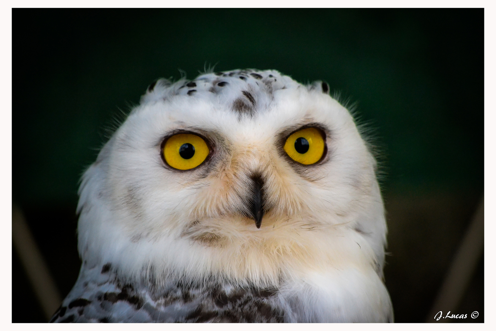 White owl