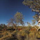 White Paperbark