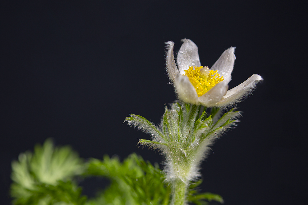 white pasqueflower