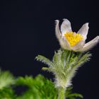 white pasqueflower