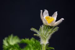 white pasqueflower