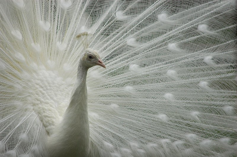 White Peacock