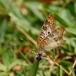 White Peacock (Anartia jatrophae)