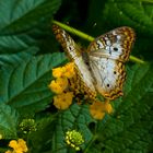 White Peacock Butterfly