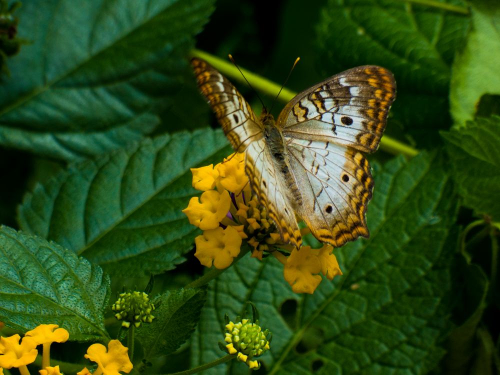 White Peacock Butterfly