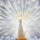 White Peacock 