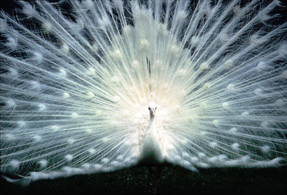 White Peacock