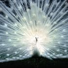 White Peacock