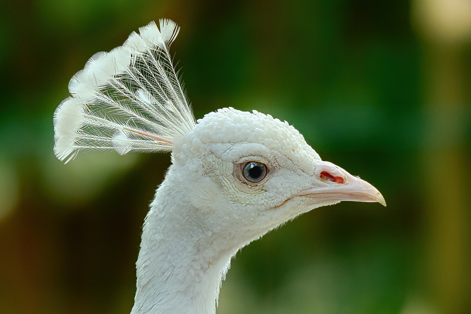 "White Peacock"