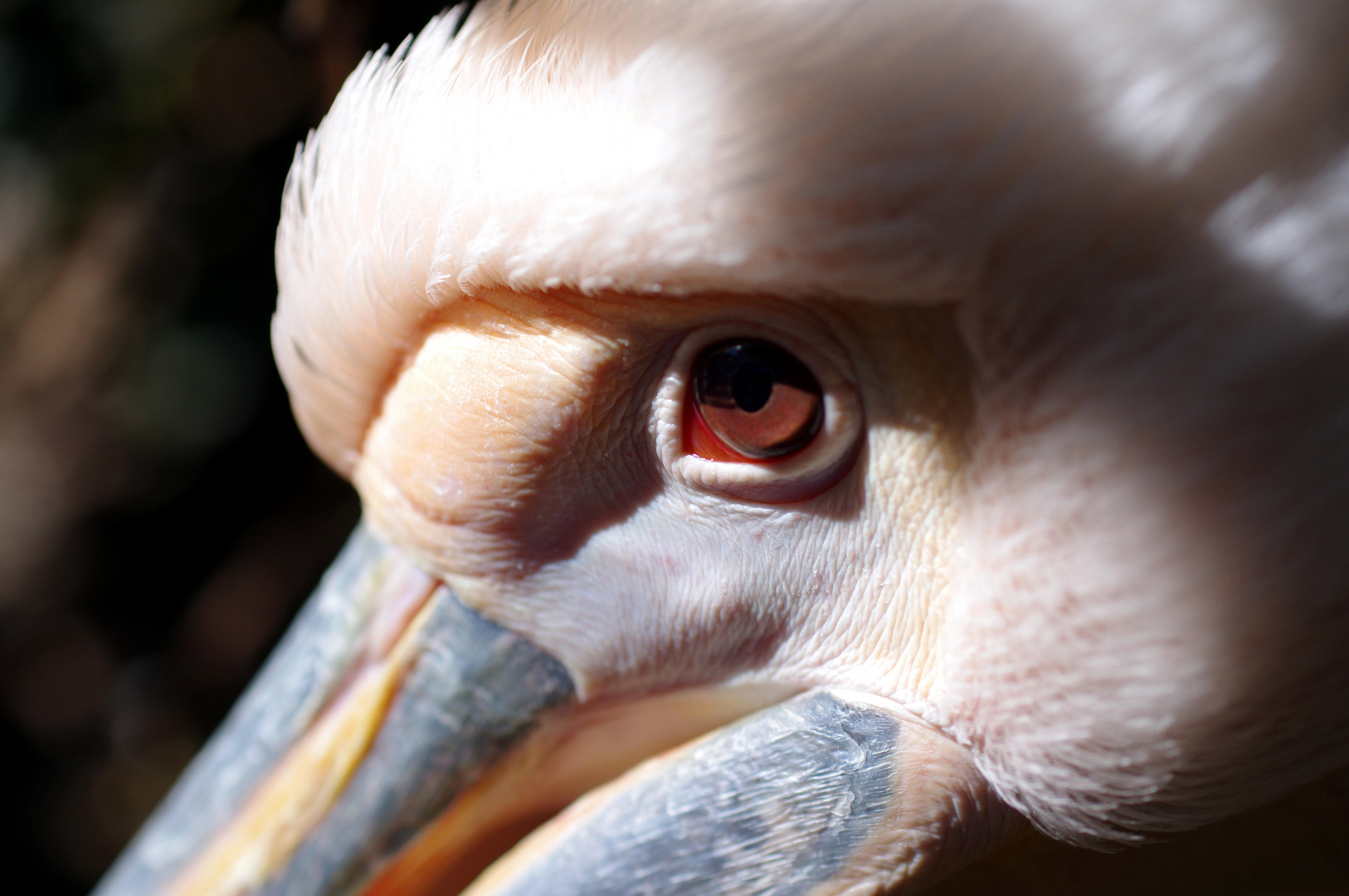 White Pelican #1