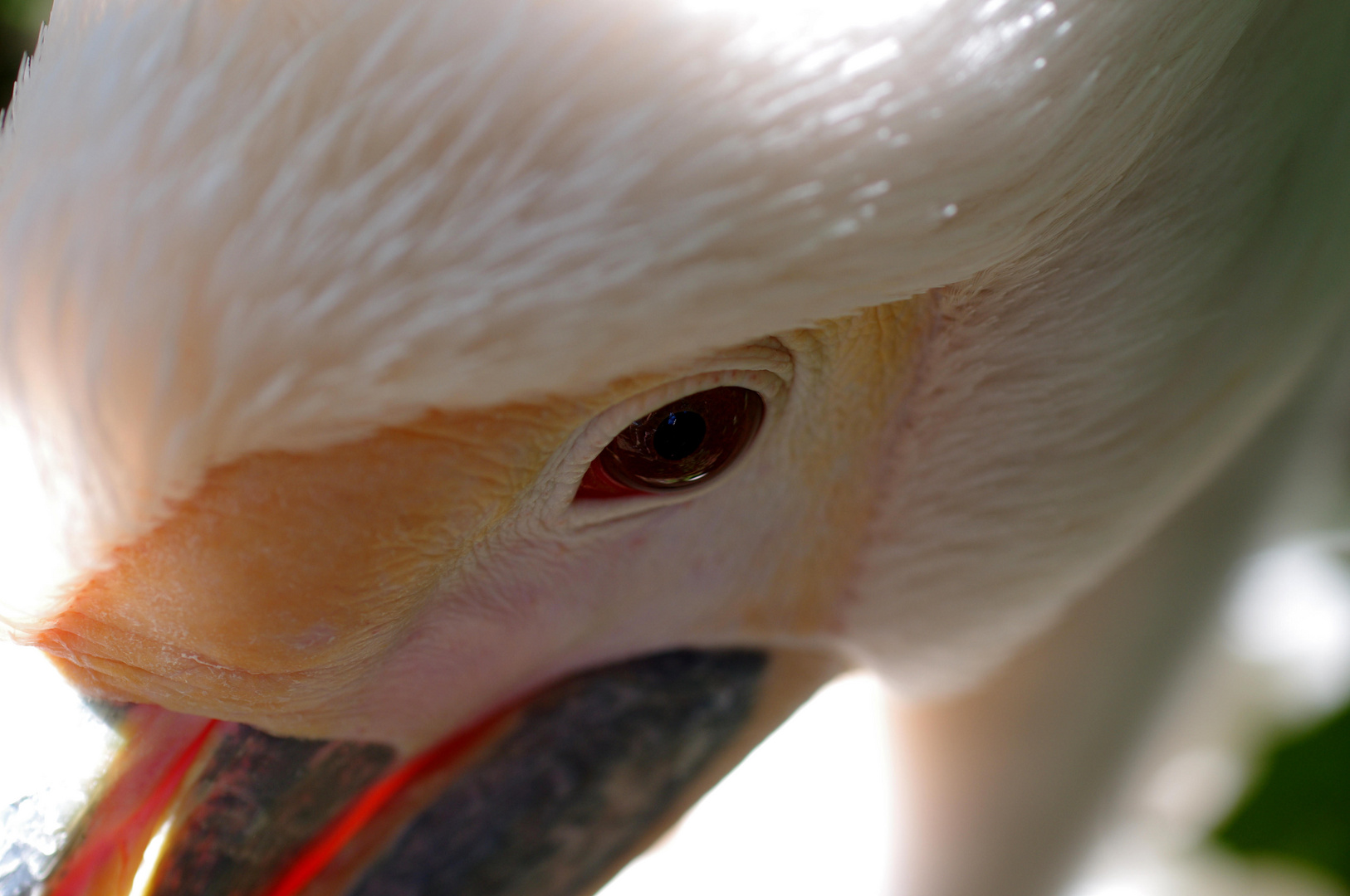 White Pelican #2