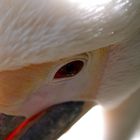 White Pelican #2