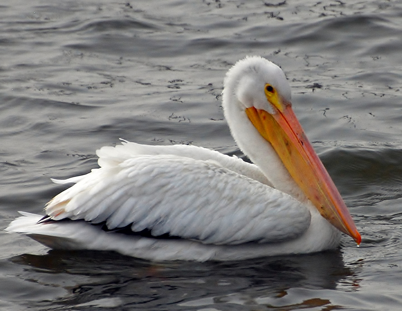 White Pelican-