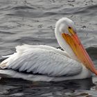 White Pelican-