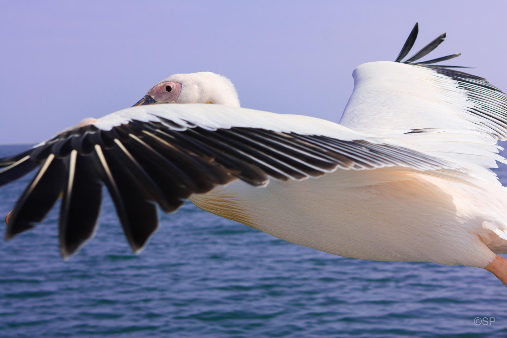 White Pelican