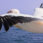 White Pelican