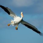 White Pelican Approach