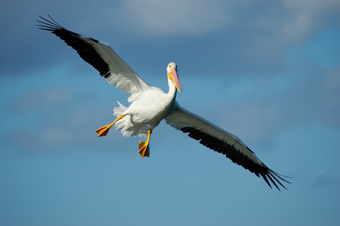 White Pelican Approach