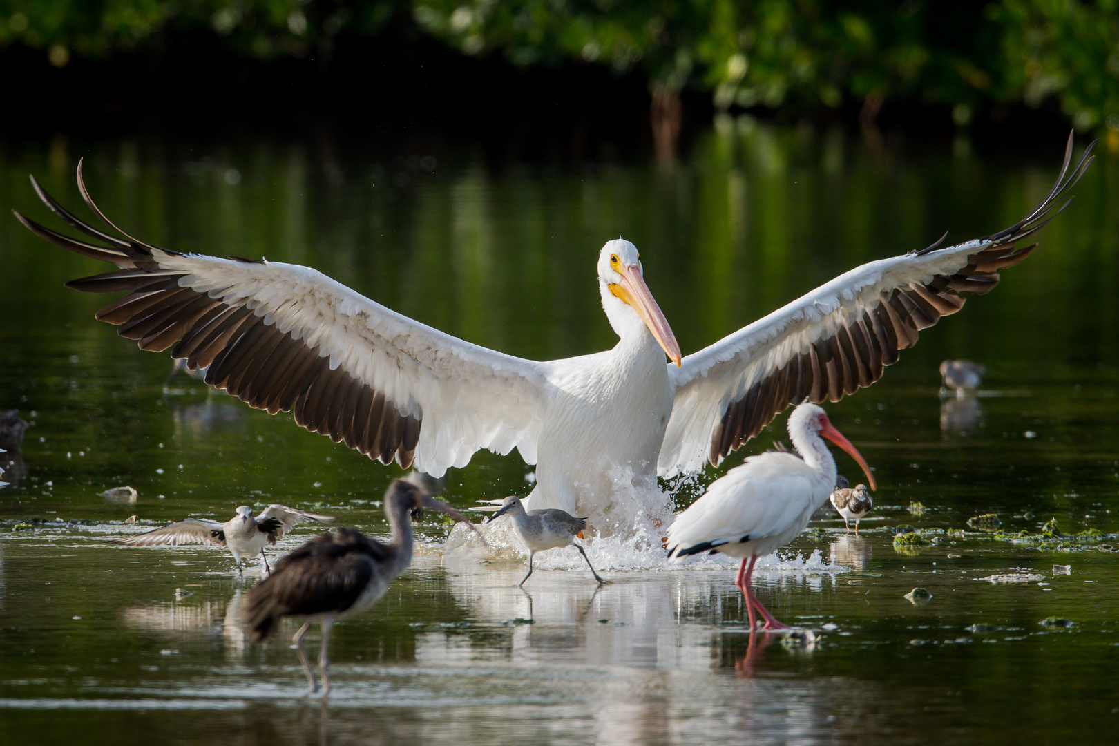 White Pelican & Friends