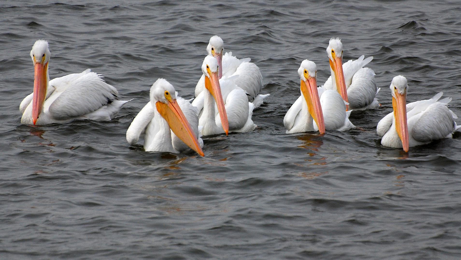 White Pelicans