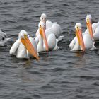 White Pelicans