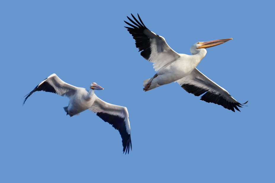 White Pelicans