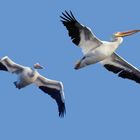 White Pelicans