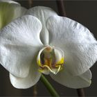 White Phalaenopsis Bloom