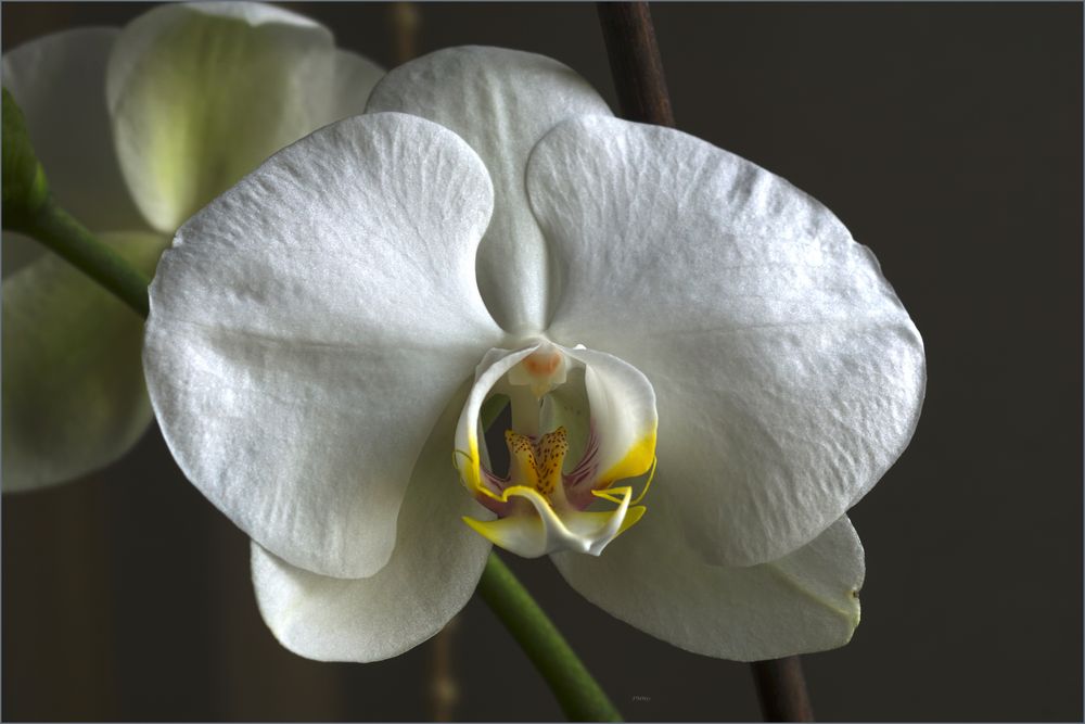 White Phalaenopsis Bloom