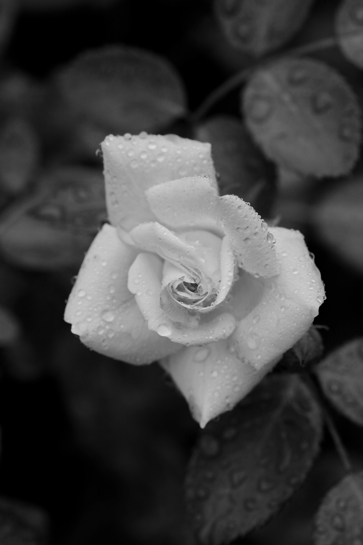 White - Pink Rose with Raindrops - BW Version