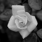 White - Pink Rose with Raindrops - BW Version