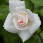 White - Pink Rose with Raindrops