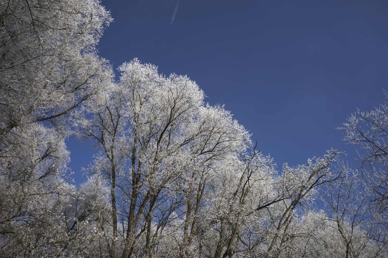 white plane