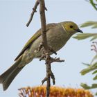 White plumed honeyeater