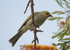 White plumed honeyeater