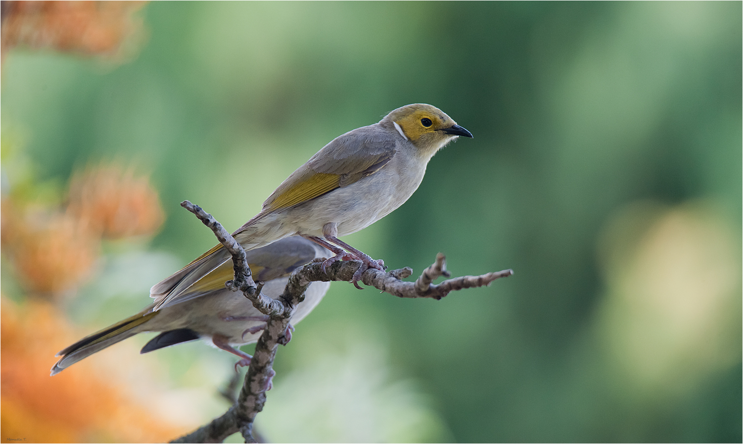 White Plumed Honeyeater