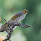 White Plumed Honeyeater