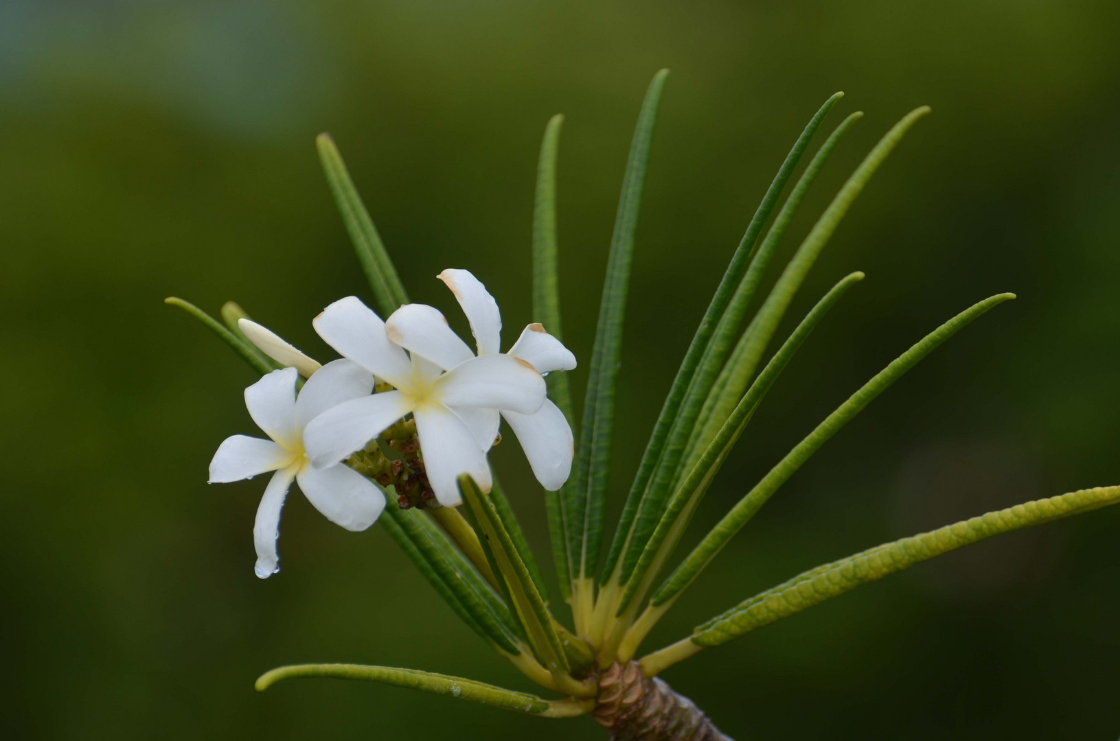 white plumeria