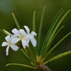 white plumeria