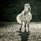 white Pony