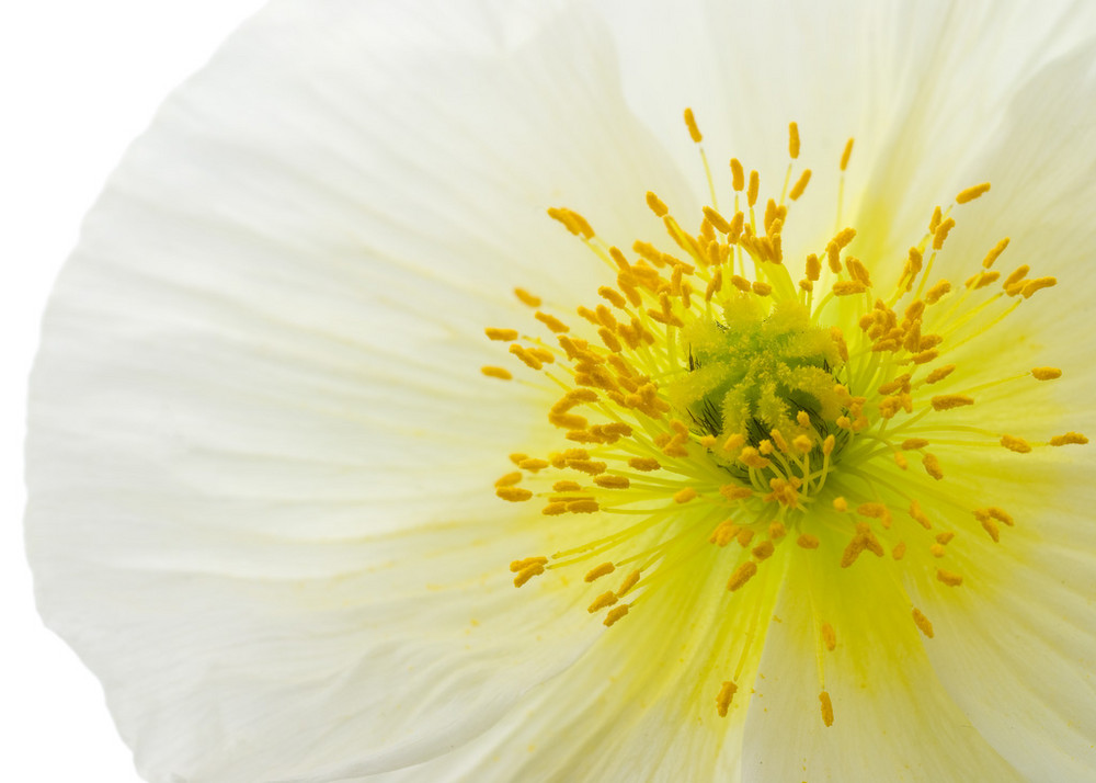 white poppy